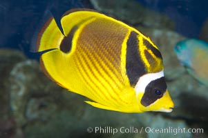 Raccoon butterflyfish, Chaetodon lunula