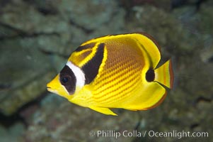 Raccoon butterflyfish, Chaetodon lunula