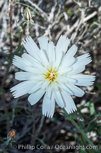 Desert chicory, commonly found in canyons and washes of the Colorado Desert in spring.  Anza Borrego Desert State Park, Rafinesquia neomexicana, Anza-Borrego Desert State Park, Borrego Springs, California