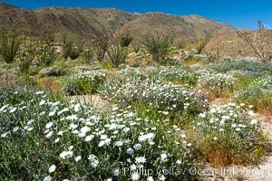 Desert chicory in spring bloom, Glorietta Canyon.  Heavy winter rains led to a historic springtime bloom in 2005, carpeting the entire desert in vegetation and color for months, Rafinesquia neomexicana, Anza-Borrego Desert State Park, Borrego Springs, California