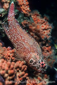 Rainbow scorpionfish, juvenile. Guadalupe Island (Isla Guadalupe), Baja California, Mexico, Scorpaenodes xyris, natural history stock photograph, photo id 04617