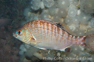 Rainbow surfperch, Hypsurus caryi