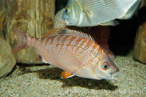 Rainbow surfperch, Hypsurus caryi