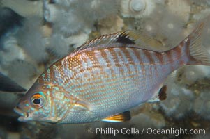 Rainbow surfperch, Hypsurus caryi