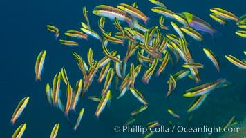 Cortez rainbow wrasse schooling over reef in mating display, Sea of Cortez, Baja California, Mexico, Thalassoma lucasanum