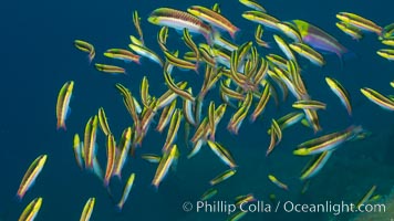 Cortez rainbow wrasse schooling over reef in mating display, Sea of Cortez, Baja California, Mexico.