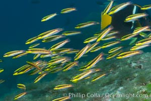 Cortez rainbow wrasse schooling over reef in mating display, Sea of Cortez, Baja California, Mexico, Thalassoma lucasanum