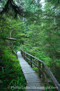 Rainforest Trail in Pacific Rim NP, one of the best places along the Pacific Coast to experience an old-growth rain forest, complete with western hemlock, red cedar and amabilis fir trees. Moss gardens hang from tree crevices, forming a base for many ferns and conifer seedlings, Pacific Rim National Park, British Columbia, Canada