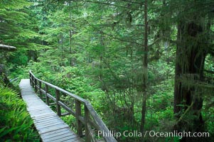 Rainforest Trail in Pacific Rim NP, one of the best places along the Pacific Coast to experience an old-growth rain forest, complete with western hemlock, red cedar and amabilis fir trees. Moss gardens hang from tree crevices, forming a base for many ferns and conifer seedlings, Pacific Rim National Park, British Columbia, Canada