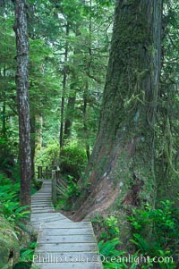 Rainforest Trail in Pacific Rim NP, one of the best places along the Pacific Coast to experience an old-growth rain forest, complete with western hemlock, red cedar and amabilis fir trees. Moss gardens hang from tree crevices, forming a base for many ferns and conifer seedlings, Pacific Rim National Park, British Columbia, Canada