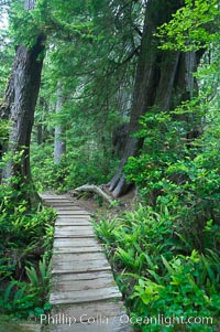 Rainforest Trail in Pacific Rim NP, one of the best places along the Pacific Coast to experience an old-growth rain forest, complete with western hemlock, red cedar and amabilis fir trees. Moss gardens hang from tree crevices, forming a base for many ferns and conifer seedlings, Pacific Rim National Park, British Columbia, Canada