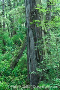 Rainforest Trail in Pacific Rim NP, one of the best places along the Pacific Coast to experience an old-growth rain forest, complete with western hemlock, red cedar and amabilis fir trees. Moss gardens hang from tree crevices, forming a base for many ferns and conifer seedlings, Pacific Rim National Park, British Columbia, Canada