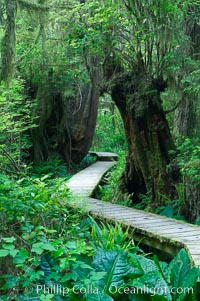 Rainforest Trail in Pacific Rim NP, one of the best places along the Pacific Coast to experience an old-growth rain forest, complete with western hemlock, red cedar and amabilis fir trees. Moss gardens hang from tree crevices, forming a base for many ferns and conifer seedlings, Pacific Rim National Park, British Columbia, Canada