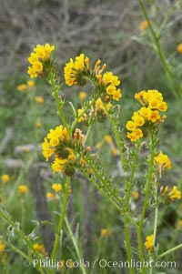 Ranchers fiddleneck, also known as common fiddleneck, blooms in spring, Amsinckia menziesii, San Elijo Lagoon, Encinitas, California