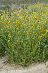 Ranchers fiddleneck, also known as common fiddleneck, blooms in spring, Amsinckia menziesii, San Elijo Lagoon, Encinitas, California