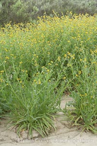 Ranchers fiddleneck, also known as common fiddleneck, blooms in spring, Amsinckia menziesii, San Elijo Lagoon, Encinitas, California