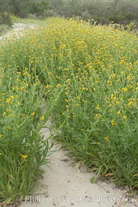 Ranchers fiddleneck, also known as common fiddleneck, blooms in spring, Amsinckia menziesii, San Elijo Lagoon, Encinitas, California