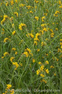 Ranchers fiddleneck, also known as common fiddleneck, blooms in spring, Amsinckia menziesii, San Elijo Lagoon, Encinitas, California