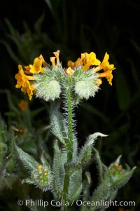 Ranchers fiddleneck, also known as common fiddleneck, blooms in spring, Amsinckia menziesii, San Elijo Lagoon, Encinitas, California