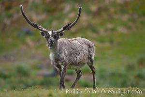 Reindeer on South Georgia Island.  Reindeer (known as caribou when wild) were introduced to South Georgia Island by Norway in the early 20th Century.  There are now two distinct herds which are permanently separated by glaciers, Rangifer tarandus, Fortuna Bay