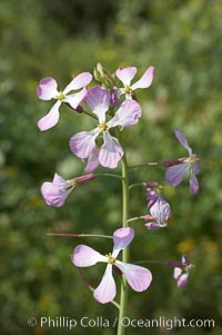 Wild radish blooms in spring, Batiquitos Lagoon, Carlsbad, Raphanus sativus