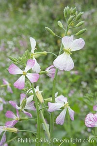 Wild radish blooms in spring, Batiquitos Lagoon, Carlsbad, Raphanus sativus