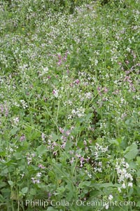 Wild radish blooms in spring, Batiquitos Lagoon, Carlsbad, Raphanus sativus