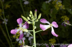 Wild radish blooms in spring, Batiquitos Lagoon, Carlsbad, Raphanus sativus