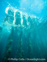 Rapid Bay Jetty Underwater Photo, South Australia