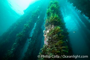 Rapid Bay Jetty Underwater Photo, South Australia