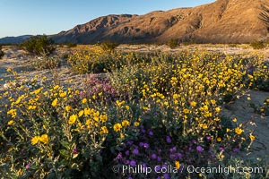Rare Winter Wildflower Bloom in Anza Borrego Desert State Park, Anza-Borrego Desert State Park, Borrego Springs, California