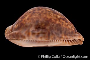 Rat Droppings Cowrie, Cypraea stercoraria