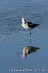 American avocet, male winter plumage, forages on mud flats, Recurvirostra americana, Upper Newport Bay Ecological Reserve, Newport Beach, California