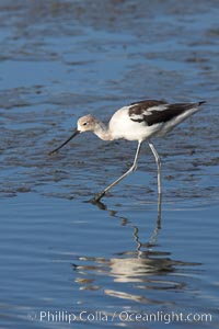 American avocet, forages on mud flats, Recurvirostra americana, Upper Newport Bay Ecological Reserve, Newport Beach, California