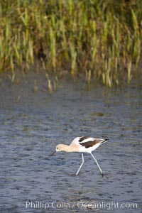 American avocet, forages on mud flats, Recurvirostra americana, Upper Newport Bay Ecological Reserve, Newport Beach, California