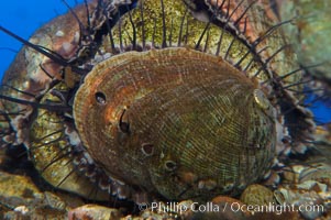 Juvenile red abalone, Haliotis rufescens