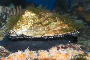 Red abalone, Haliotis rufescens