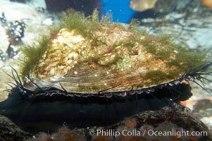 Red abalone, Haliotis rufescens