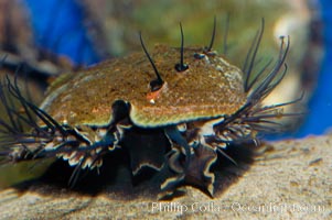 Juvenile red abalone, Haliotis rufescens