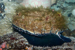 Red abalone, Haliotis rufescens