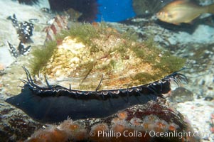 Red abalone, Haliotis rufescens