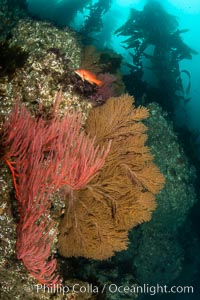 Red gorgonian and California golden gorgonian on underwater rocky reef below kelp forest, San Clemente Island. Gorgonians are filter-feeding temperate colonial species that lives on the rocky bottom at depths between 50 to 200 feet deep. Each individual polyp is a distinct animal, together they secrete calcium that forms the structure of the colony. Gorgonians are oriented at right angles to prevailing water currents to capture plankton drifting by, San Clemente Island. Gorgonians are oriented at right angles to prevailing water currents to capture plankton drifting by, Leptogorgia chilensis, Lophogorgia chilensis