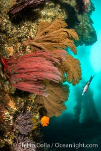 Red gorgonian and California golden gorgonian on underwater rocky reef below kelp forest, San Clemente Island. Gorgonians are filter-feeding temperate colonial species that lives on the rocky bottom at depths between 50 to 200 feet deep. Each individual polyp is a distinct animal, together they secrete calcium that forms the structure of the colony. Gorgonians are oriented at right angles to prevailing water currents to capture plankton drifting by, San Clemente Island. Gorgonians are oriented at right angles to prevailing water currents to capture plankton drifting by.