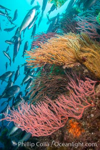 Red gorgonians and California golden gorgonians on rocky reef, below kelp forest, underwater. The red gorgonian is a filter-feeding temperate colonial species that lives on the rocky bottom at depths between 50 to 200 feet deep. Gorgonians are oriented at right angles to prevailing water currents to capture plankton drifting by, Chromis punctipinnis, Leptogorgia chilensis, Lophogorgia chilensis, Muricea californica, San Clemente Island