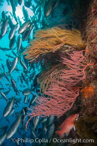 Red gorgonians and California golden gorgonians on rocky reef, below kelp forest, underwater. The red gorgonian is a filter-feeding temperate colonial species that lives on the rocky bottom at depths between 50 to 200 feet deep. Gorgonians are oriented at right angles to prevailing water currents to capture plankton drifting by, Chromis punctipinnis, Leptogorgia chilensis, Lophogorgia chilensis, Muricea californica, San Clemente Island