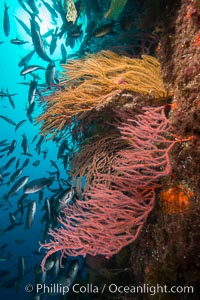 Red gorgonians and California golden gorgonians on rocky reef, below kelp forest, underwater. The red gorgonian is a filter-feeding temperate colonial species that lives on the rocky bottom at depths between 50 to 200 feet deep. Gorgonians are oriented at right angles to prevailing water currents to capture plankton drifting by, Chromis punctipinnis, Leptogorgia chilensis, Lophogorgia chilensis, Muricea californica, San Clemente Island