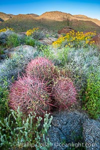 Barrel cactus, brittlebush and wildflowers color the sides of Glorietta Canyon.  Heavy winter rains led to a historic springtime bloom in 2005, carpeting the entire desert in vegetation and color for months, Encelia farinosa, Ferocactus cylindraceus, Anza-Borrego Desert State Park, Borrego Springs, California