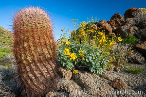 Barrel cactus, brittlebush and wildflowers color the sides of Glorietta Canyon.  Heavy winter rains led to a historic springtime bloom in 2005, carpeting the entire desert in vegetation and color for months, Encelia farinosa, Ferocactus cylindraceus, Anza-Borrego Desert State Park, Borrego Springs, California