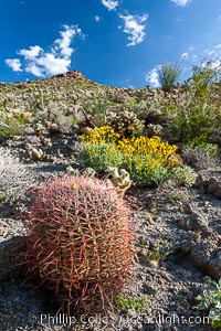 Barrel cactus, brittlebush and wildflowers color the sides of Glorietta Canyon.  Heavy winter rains led to a historic springtime bloom in 2005, carpeting the entire desert in vegetation and color for months, Encelia farinosa, Ferocactus cylindraceus, Anza-Borrego Desert State Park, Borrego Springs, California