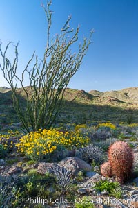 Barrel cactus, brittlebush, ocotillo and wildflowers color the sides of Glorietta Canyon.  Heavy winter rains led to a historic springtime bloom in 2005, carpeting the entire desert in vegetation and color for months, Encelia farinosa, Ferocactus cylindraceus, Fouquieria splendens, Anza-Borrego Desert State Park, Borrego Springs, California